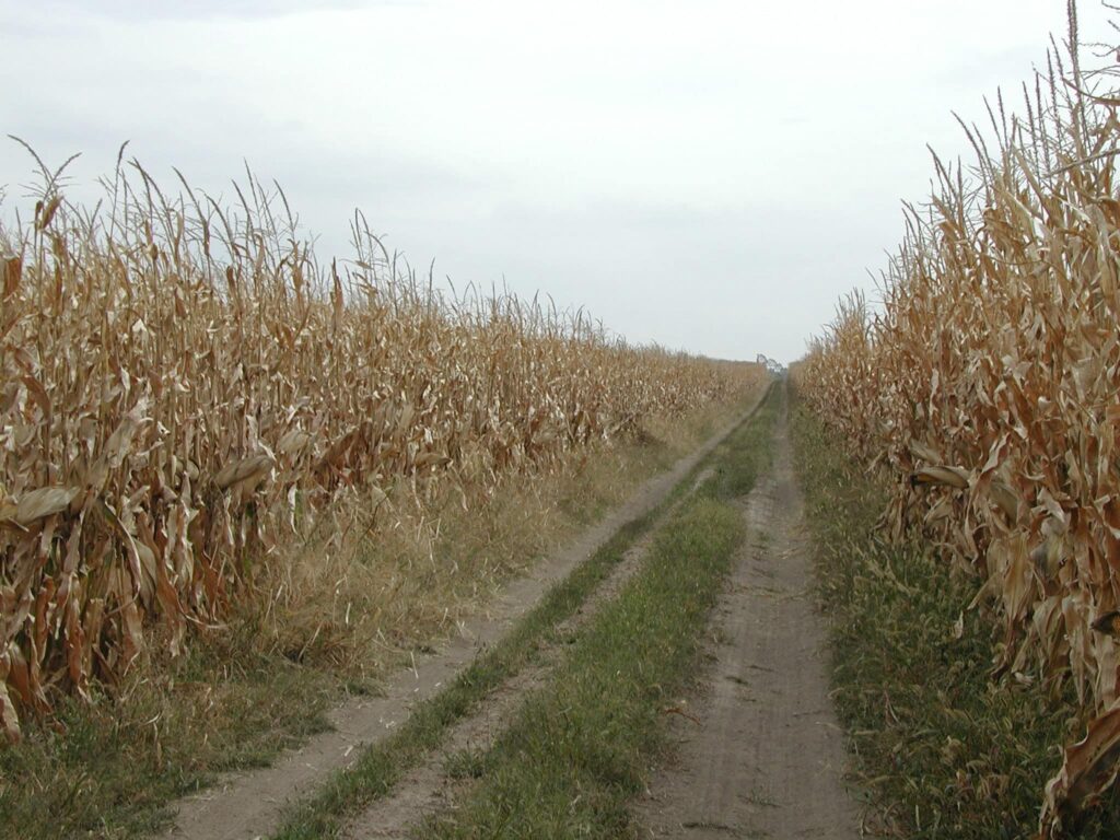 Corn field with a path through the middle