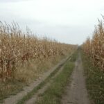 Corn field with a path through the middle